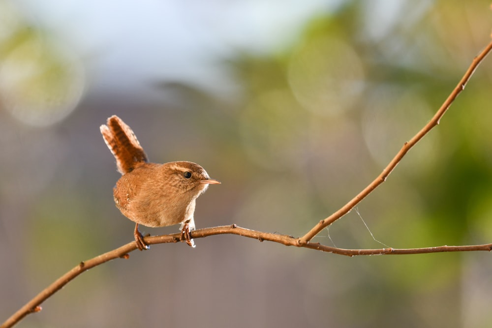 a small brown bird perched on a branch