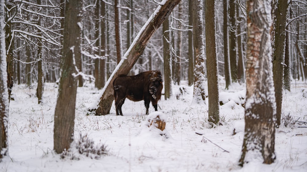 a cow standing in the middle of a snowy forest
