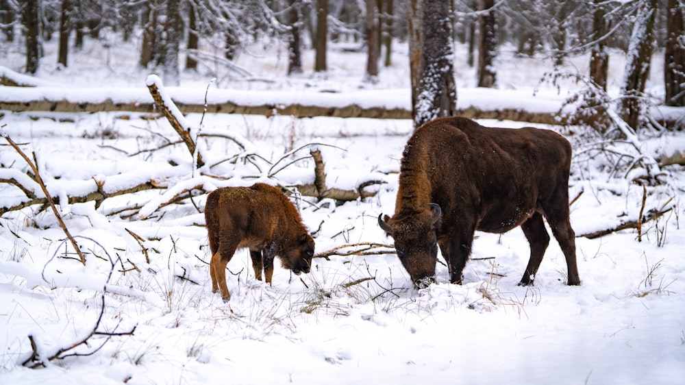 a couple of animals that are standing in the snow