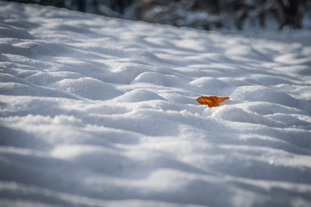 una foglia d'arancio giace nella neve