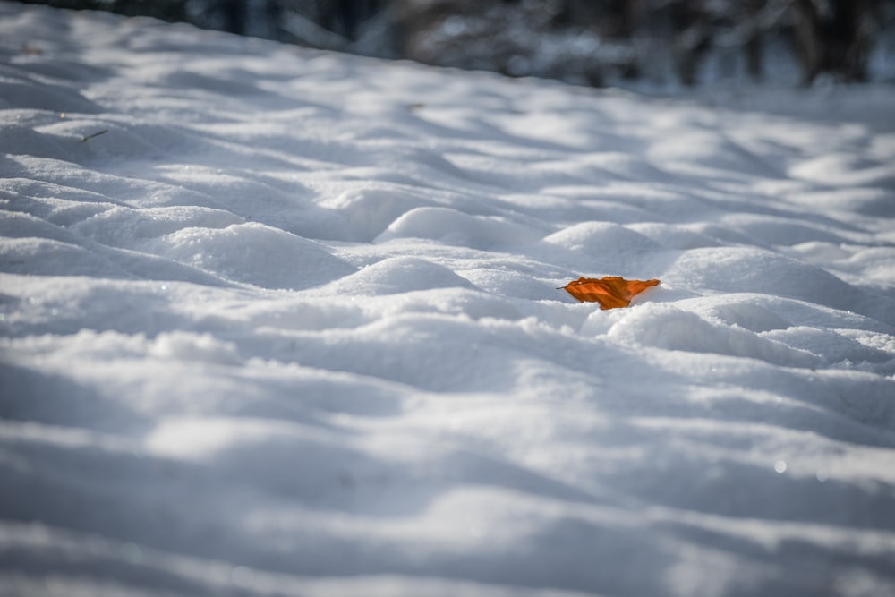 Ein orangefarbenes Blatt liegt im Schnee