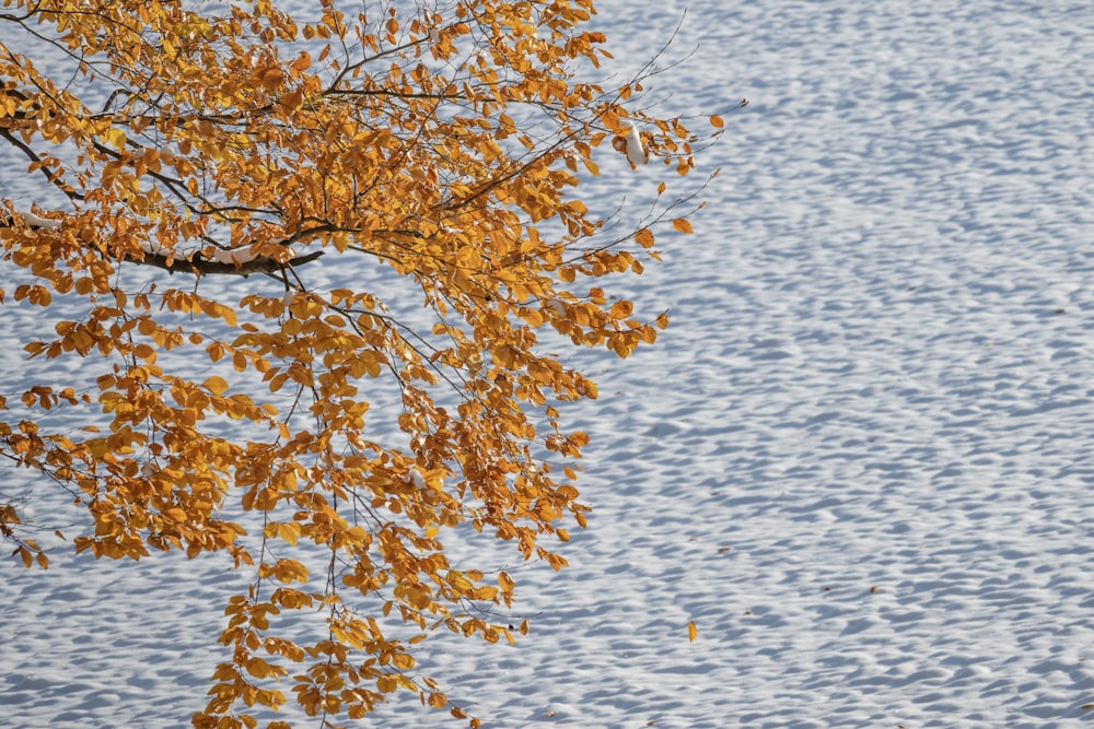 a tree with yellow leaves in front of a body of water