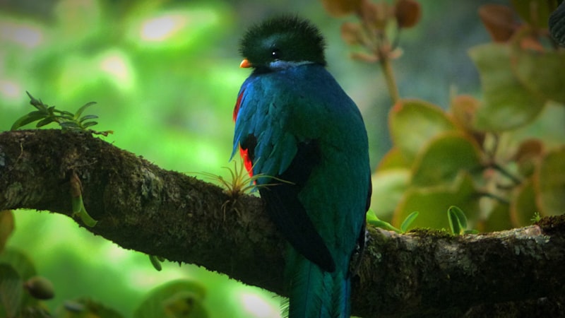 Quetzal en el bosque nuboso en Costa Rica