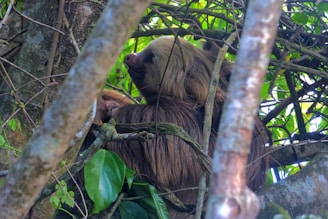 A relaxed sloth lounging on a tree branch surrounded by floating dollar bills and coffee cups.