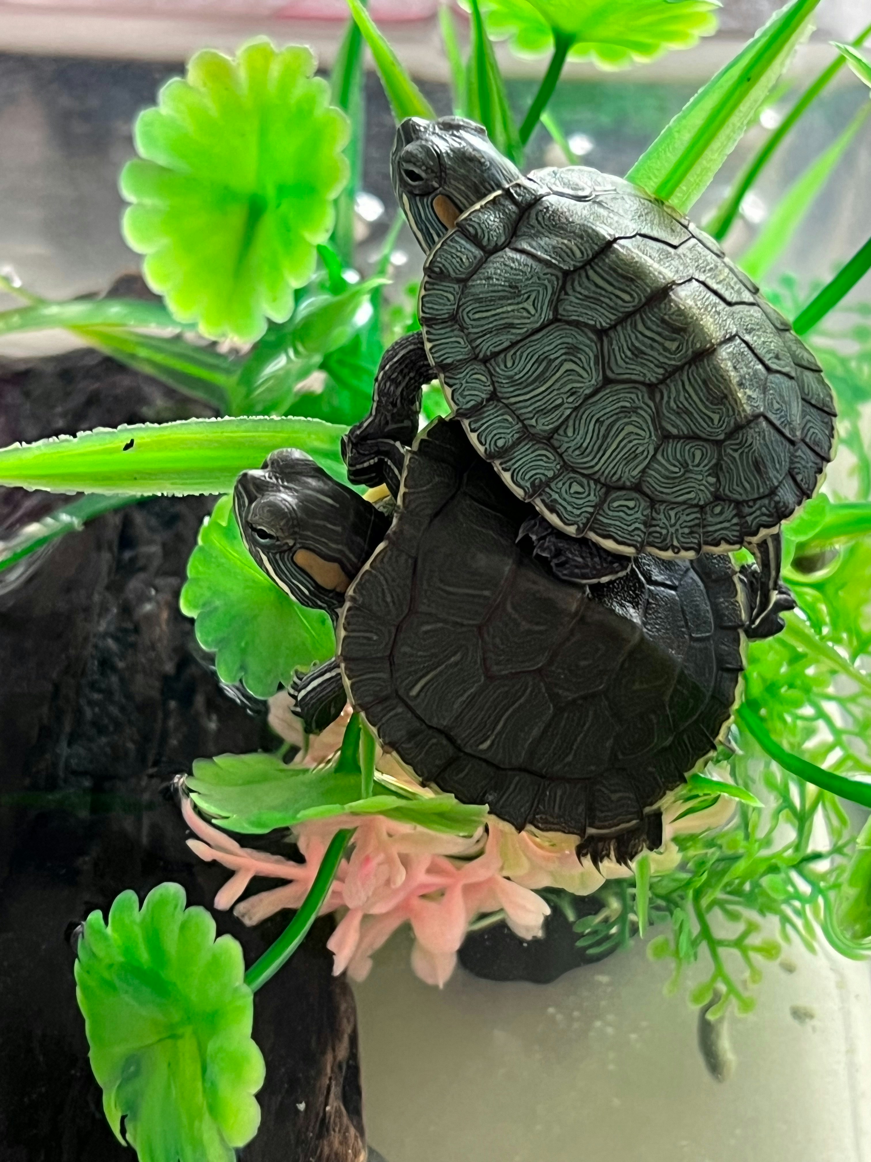 Turtle Habitat Kit