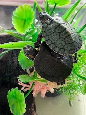 Two small turtles are stacked on top of each other, situated among bright green artificial leaves and plants. Their shells display intricate, patterned designs. The turtles are in a glass aquarium with a naturalistic setting.