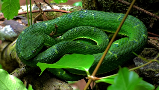 Close-up of a vibrant green snake coiled on a branch in a lush forest.