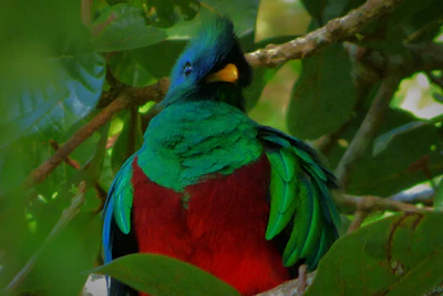 A colorful bird perched on a branch, its feathers glowing in the morning light.