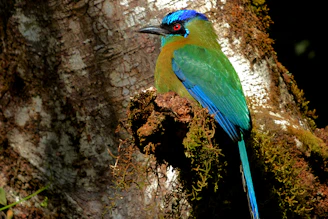 A vibrant bird perched on a branch with the morning light highlighting its colorful feathers.