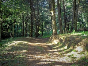 A peaceful forest trail bathed in soft sunlight, inviting connection with nature.