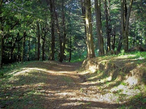 A serene forest trail bathed in soft morning light, inviting calm and reflection.