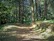 A serene forest trail bathed in soft morning light, inviting calm and reflection.