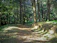 A serene forest trail bathed in soft morning light, inviting calm and reflection.