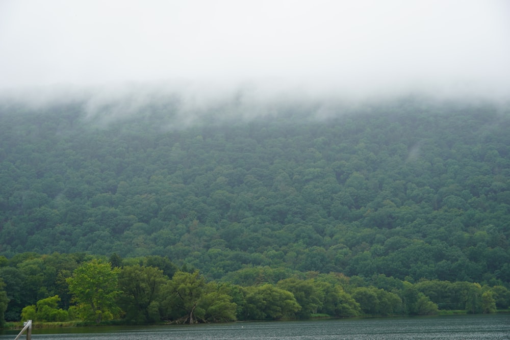 a boat on a body of water near a forest