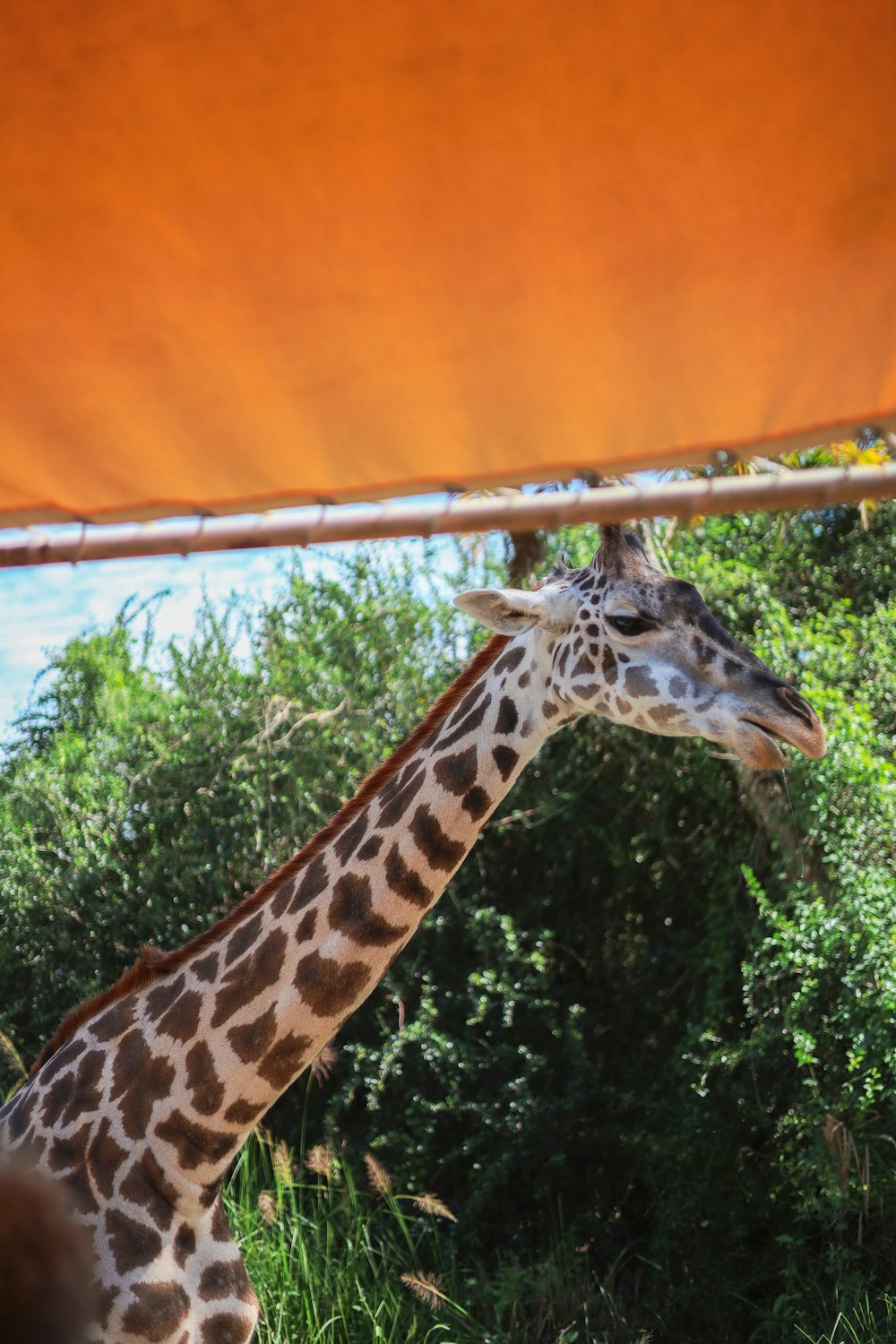 a giraffe standing next to a lush green forest