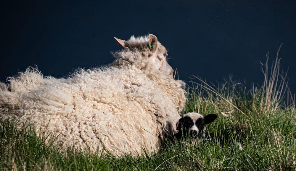 a sheep laying down in a grassy field
