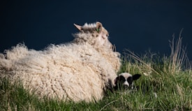 A fluffy sheep is lying on grassy terrain with a small black and white lamb nestled beside it. The background is a dark, blurred blue expanse, possibly water or sky.