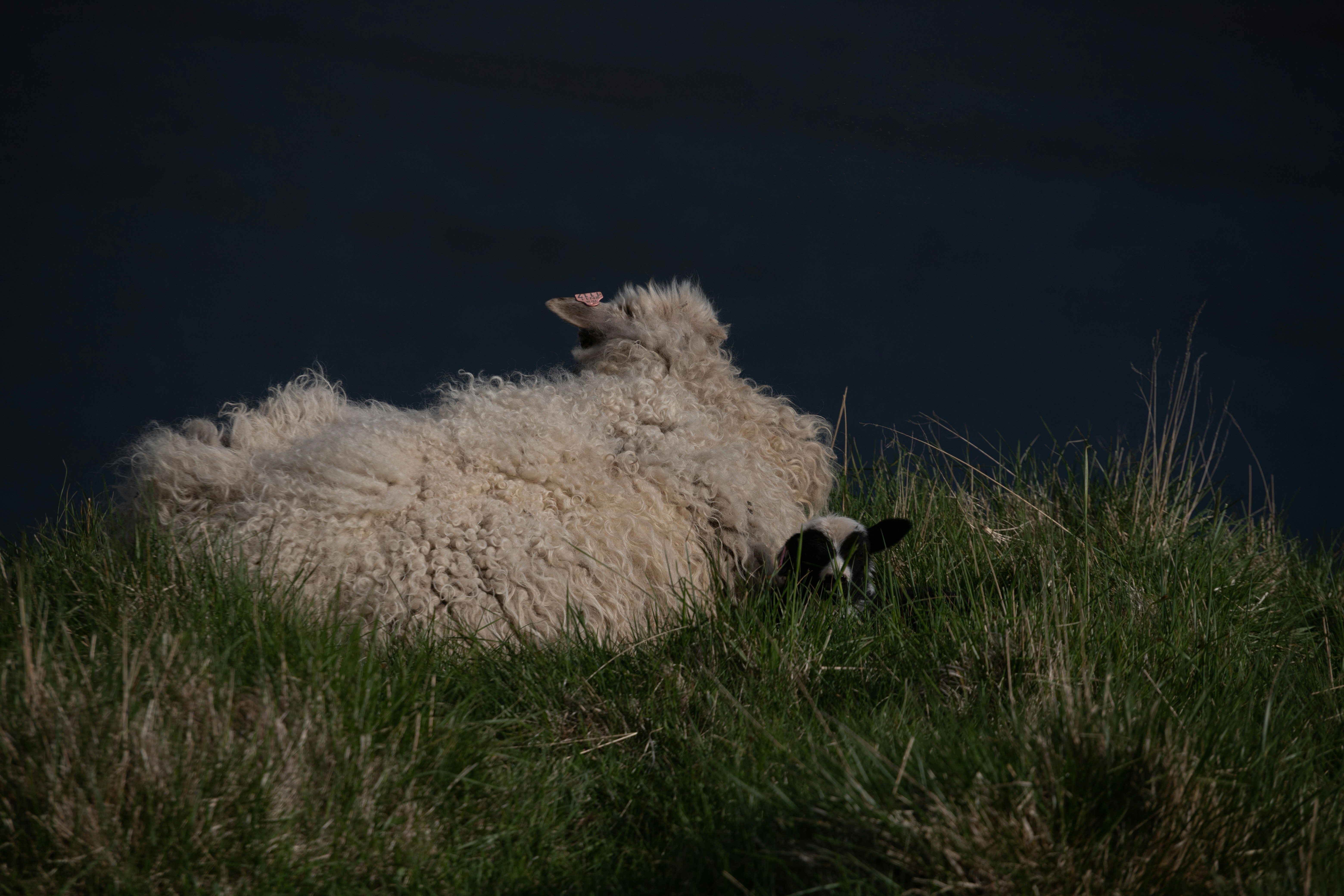 a sheep laying down in a grassy field