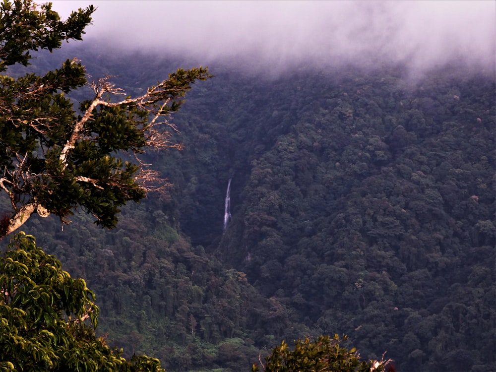 a view of a waterfall in the middle of a forest