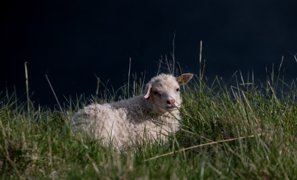 a sheep laying in a field of tall grass