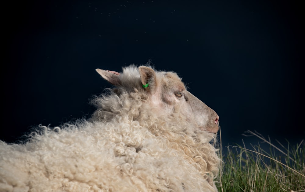 a sheep laying down in a grassy field