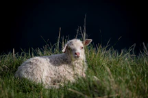 Fresh regional lamb grazing peacefully on a green pasture under a clear sky.