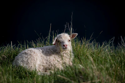 Fresh regional lamb grazing peacefully on a green pasture under a clear sky.