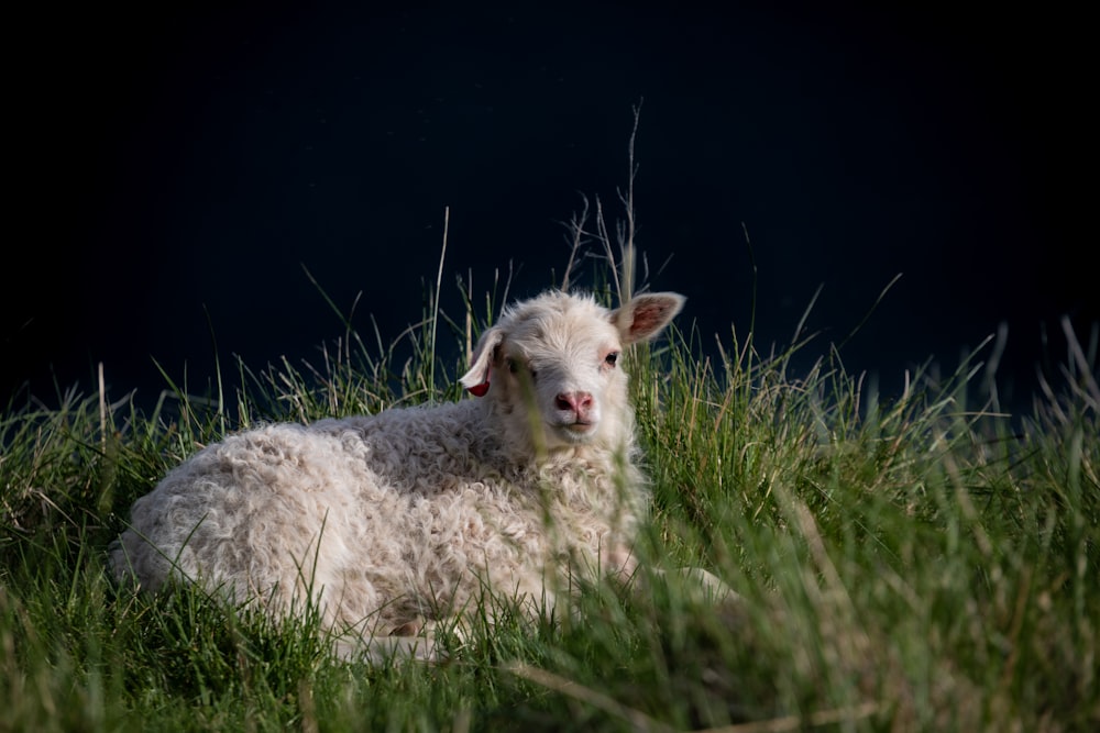 a white sheep laying in a grassy field