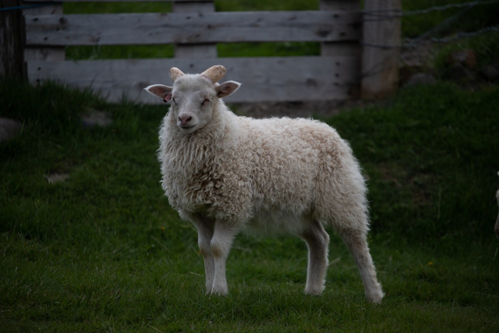 a sheep standing in a grassy field next to a fence