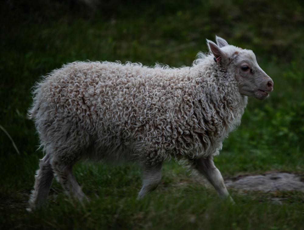 a white sheep walking through a lush green field