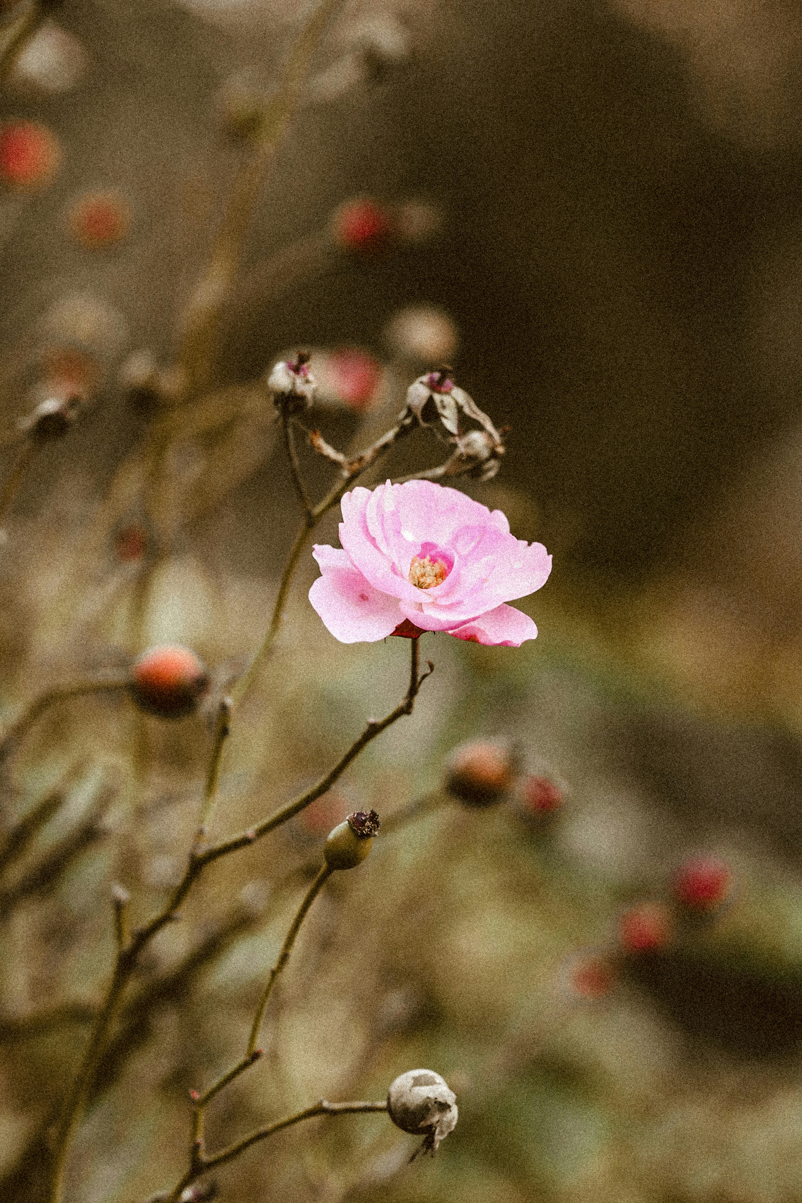 Photo by himo_beast1996