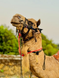 A camel with a textured, light brown coat and decorated with colorful ropes is standing amidst a natural setting. In the background, lush green trees partially blur into the distance, accentuating the earthy tones of the camel. The camel's expression appears calm as it looks upwards.