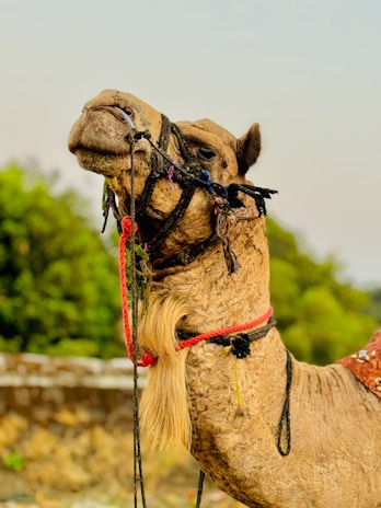 A camel with a textured, light brown coat and decorated with colorful ropes is standing amidst a natural setting. In the background, lush green trees partially blur into the distance, accentuating the earthy tones of the camel. The camel's expression appears calm as it looks upwards.