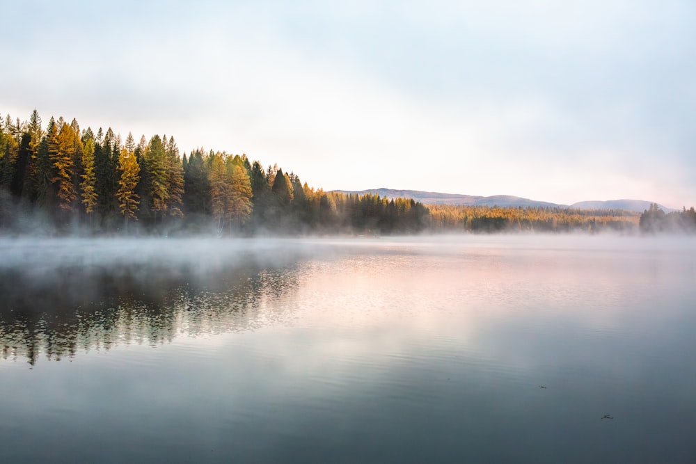 a body of water surrounded by trees and fog