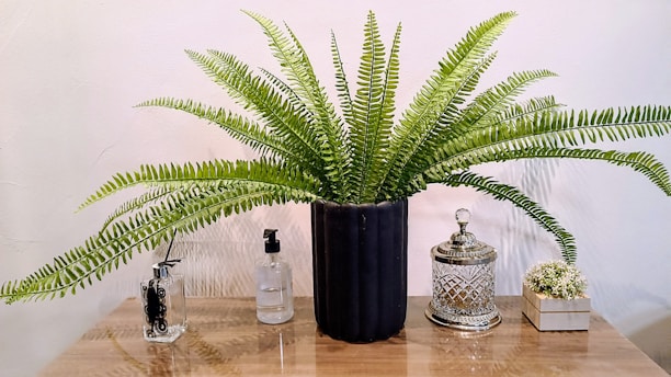 A lush, green fern plant in a black pot sits on a wooden surface. To the left, there are two transparent spray bottles with black nozzles. On the right, a decorative, silver-edged glass container is present, accompanied by a small pot with tiny white flowers.