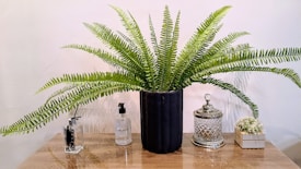 A lush, green fern plant in a black pot sits on a wooden surface. To the left, there are two transparent spray bottles with black nozzles. On the right, a decorative, silver-edged glass container is present, accompanied by a small pot with tiny white flowers.