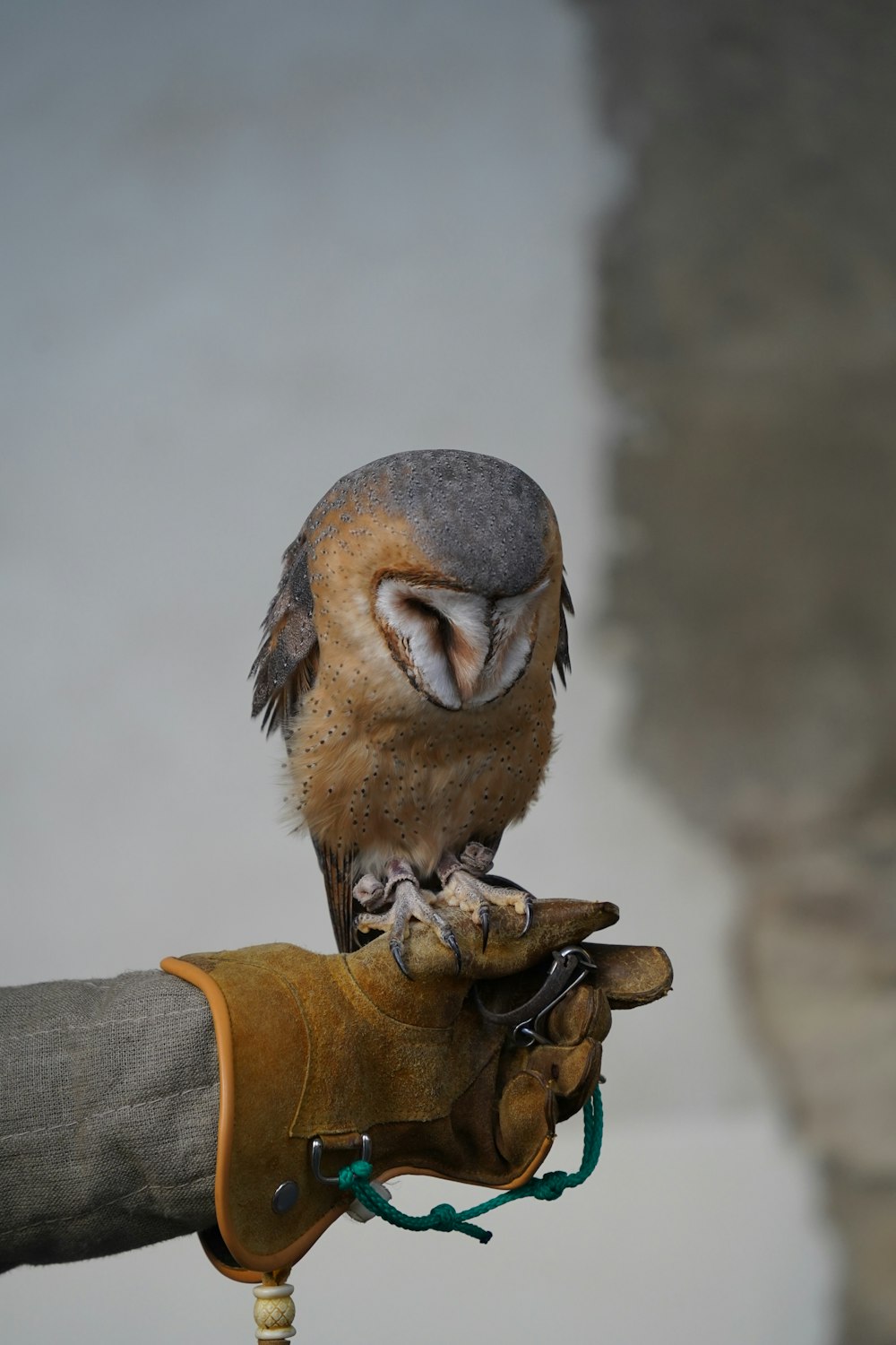 ein kleiner Vogel, der auf einem Handschuh sitzt