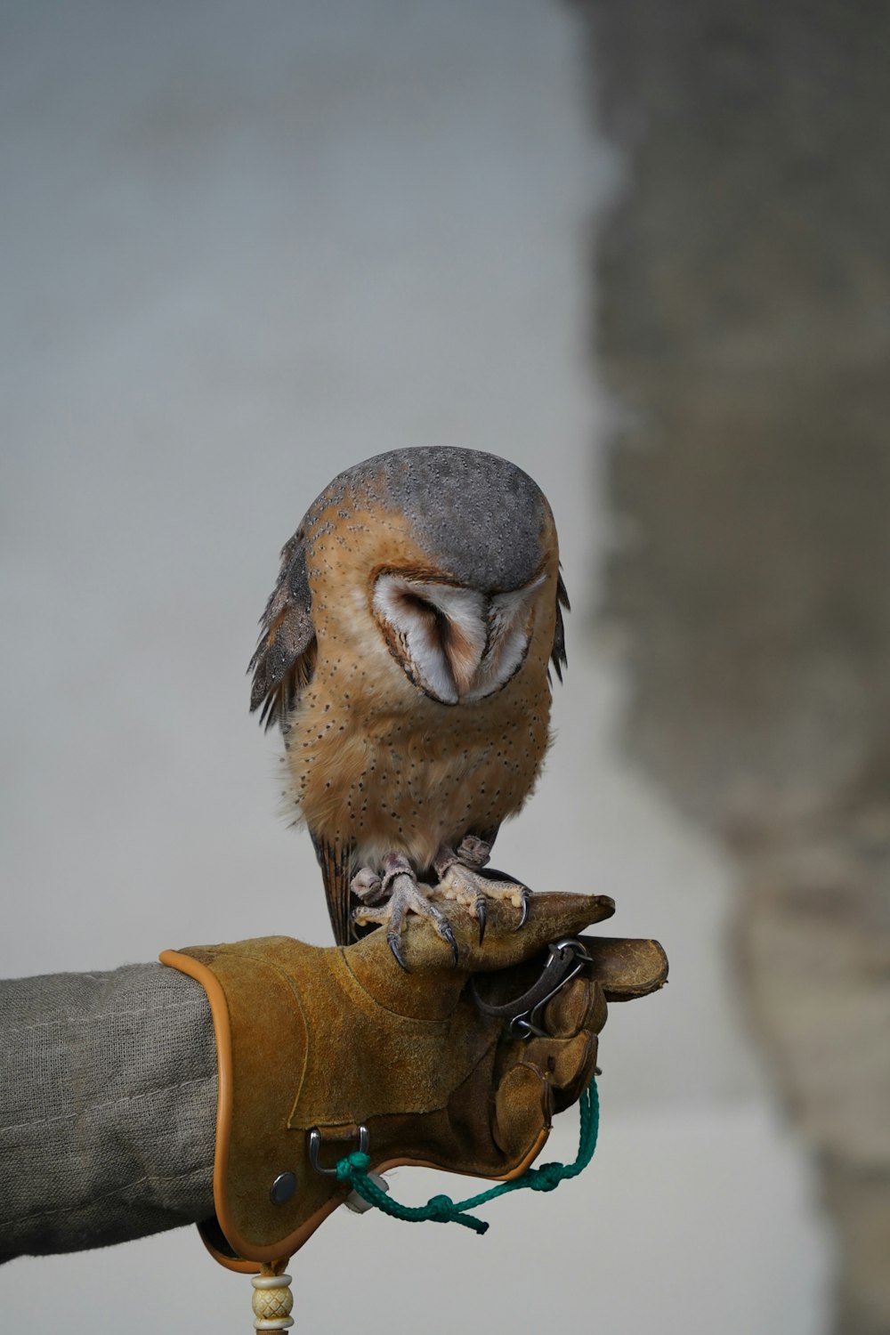a small bird perched on top of a glove