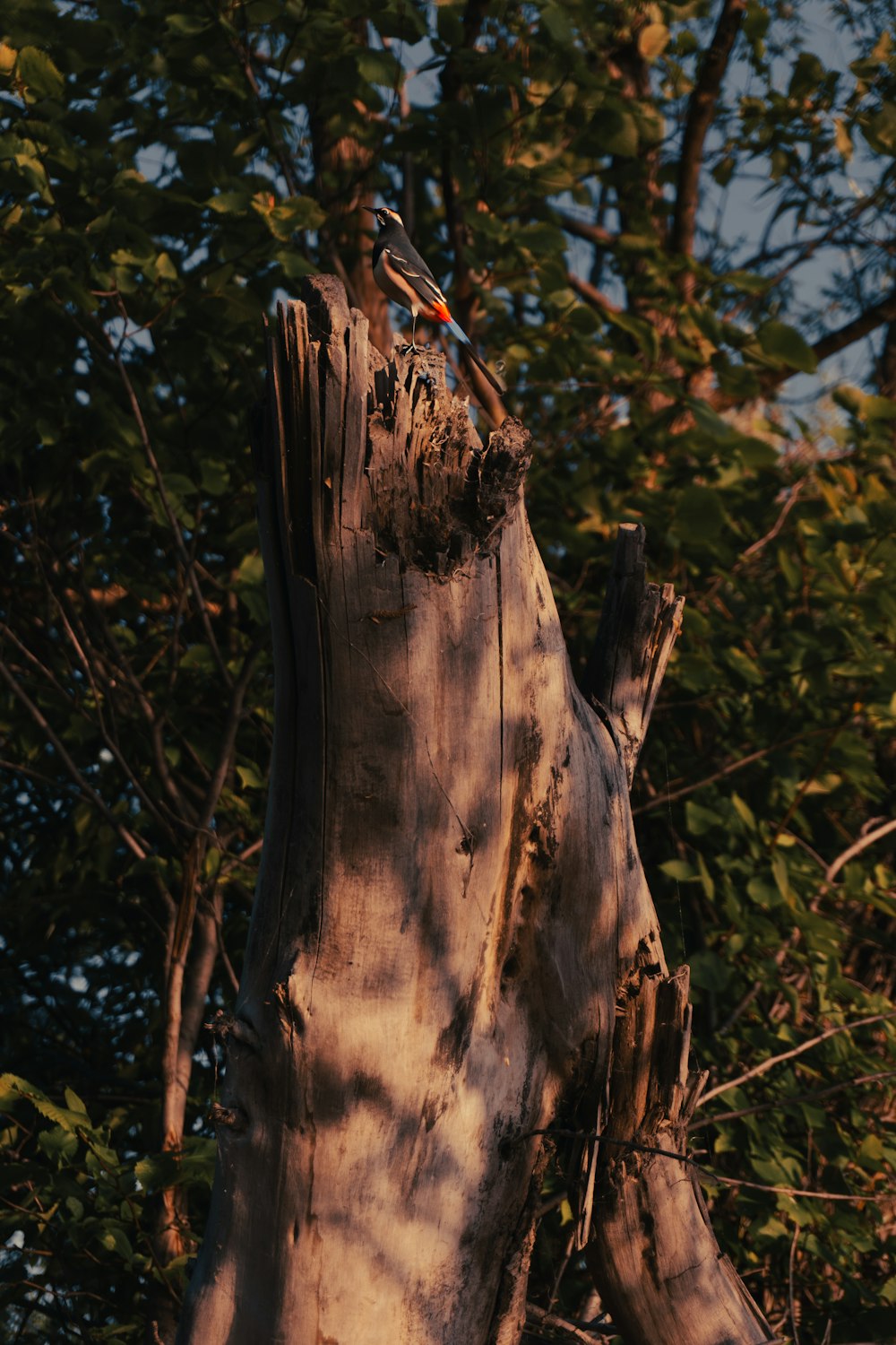a bird perched on top of a tree stump