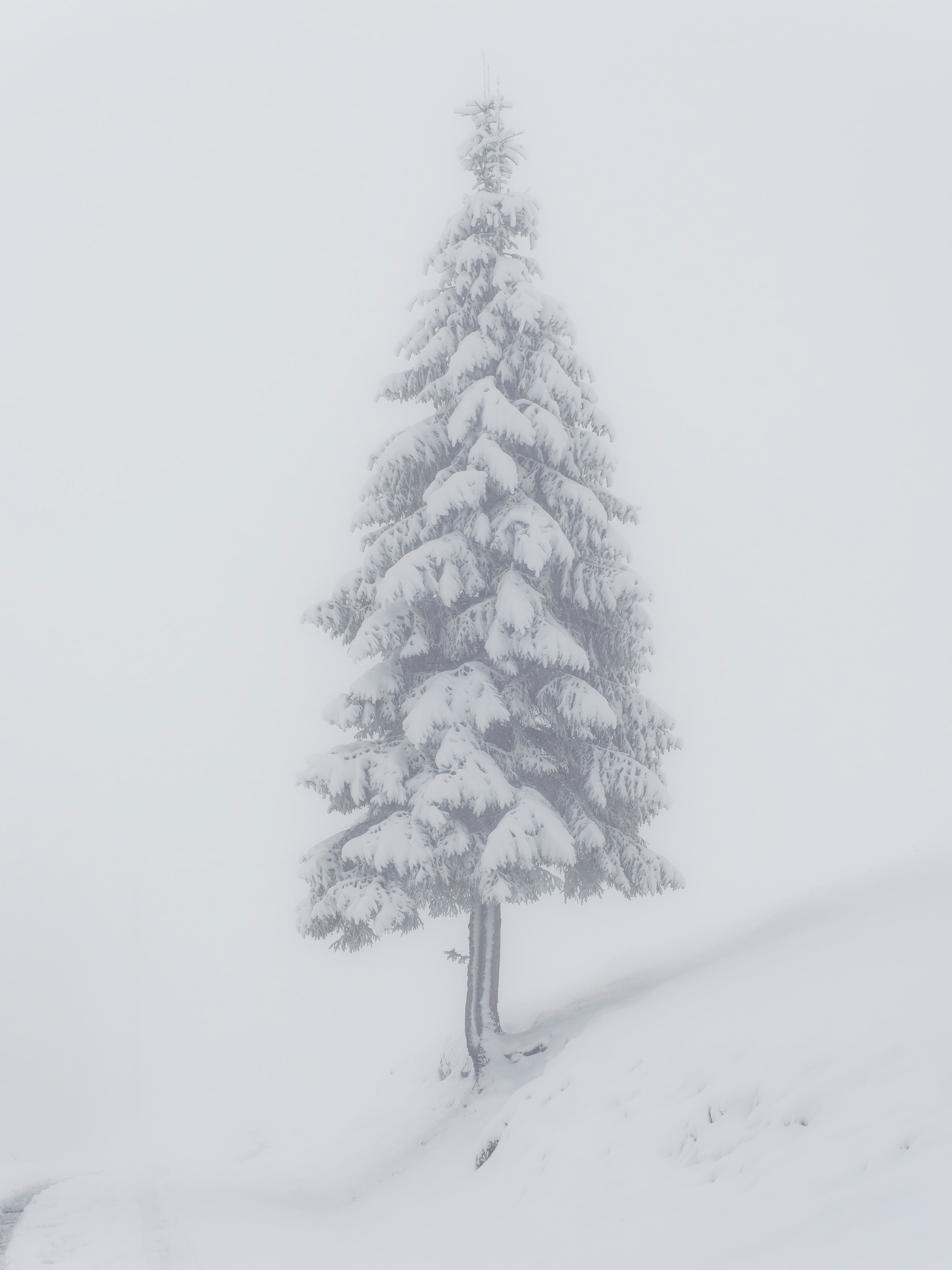 Photo by illes_cristi