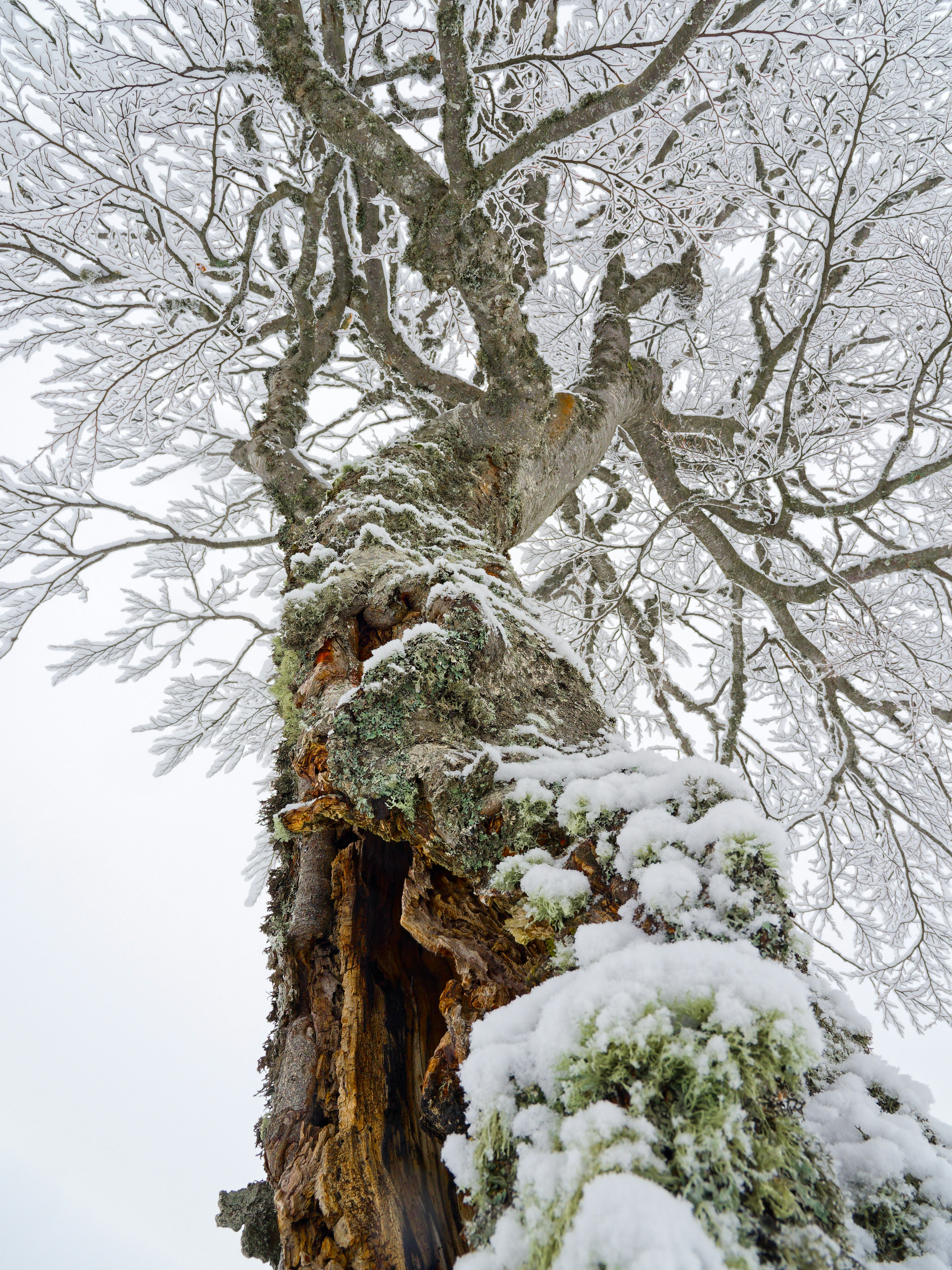 A tree covered in snow next to a forest photo – Free Winter Image on ...