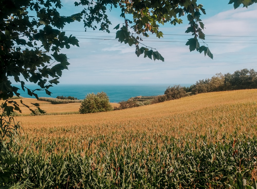 a field with a view of the ocean in the distance