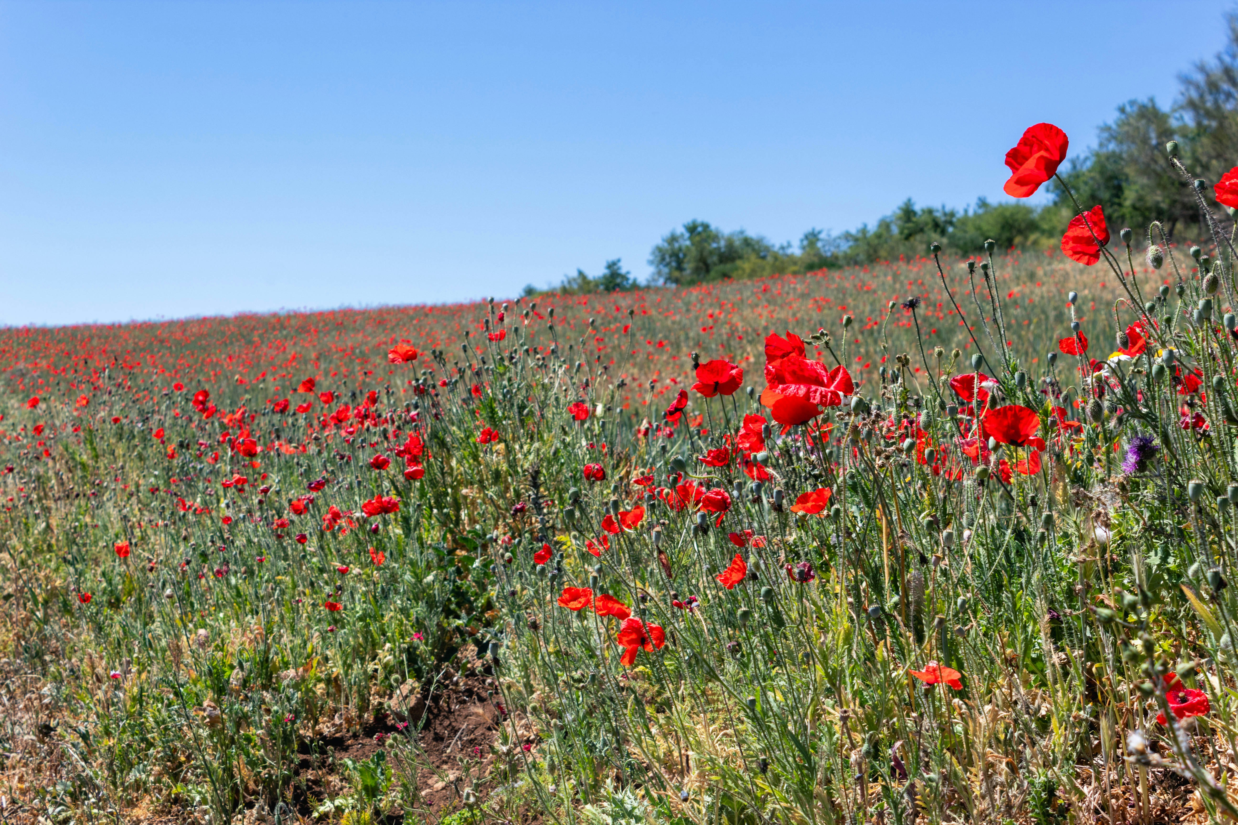 Photo by kellymccrimmon