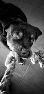A playful beagle tugging on a sturdy rope toy with a joyful expression.