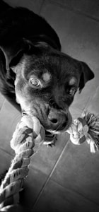 Juguete resistente para perros