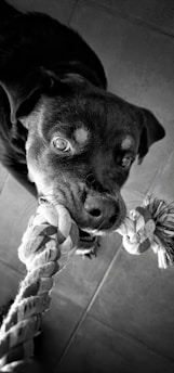 A dog is playfully biting and tugging on a thick, braided rope. The image is in black and white, highlighting the intense gaze of the dog and the texture of the rope. The dog's ears are perked up, and its eyes are focused, suggesting engagement and excitement.