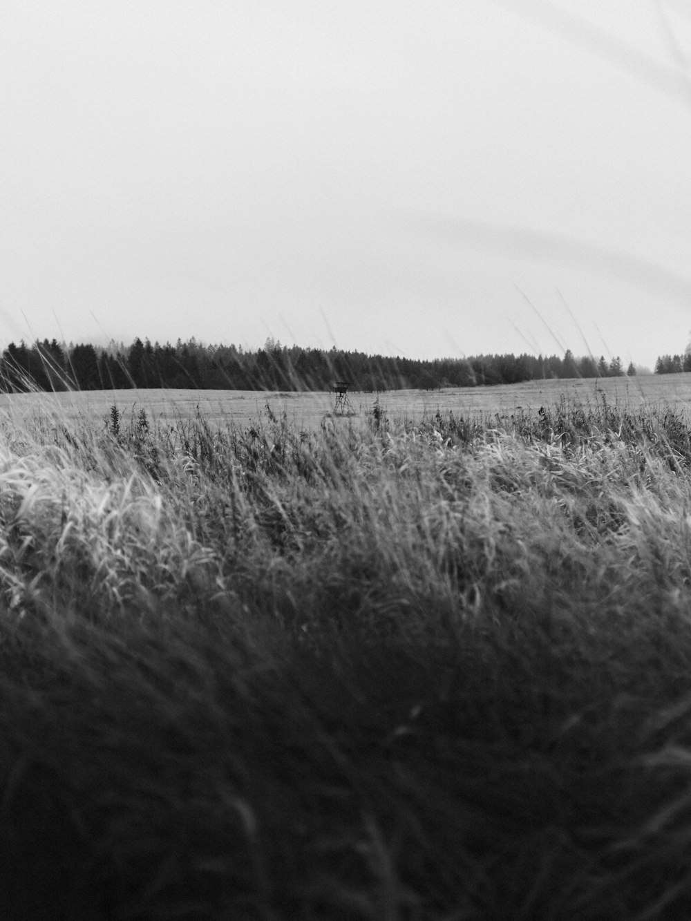 a black and white photo of a grassy field