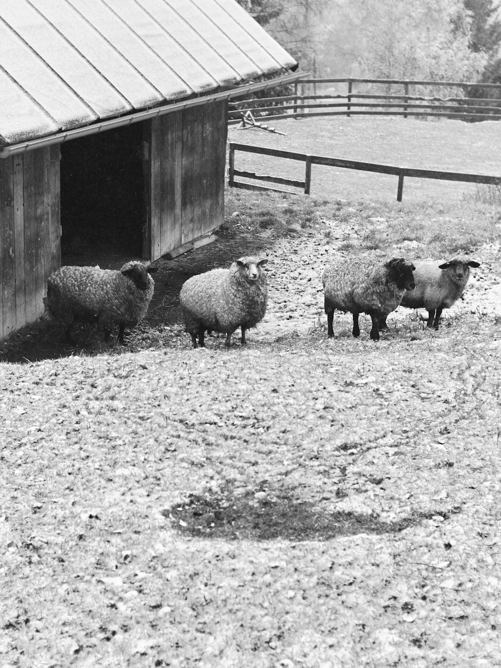 a herd of sheep standing next to a barn