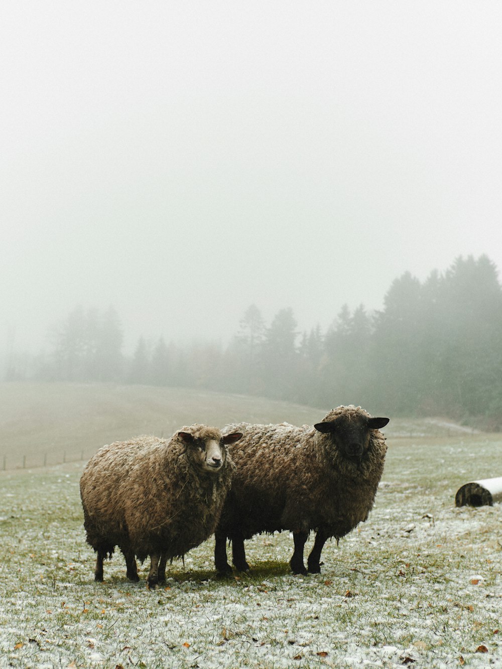 a couple of sheep standing on top of a grass covered field