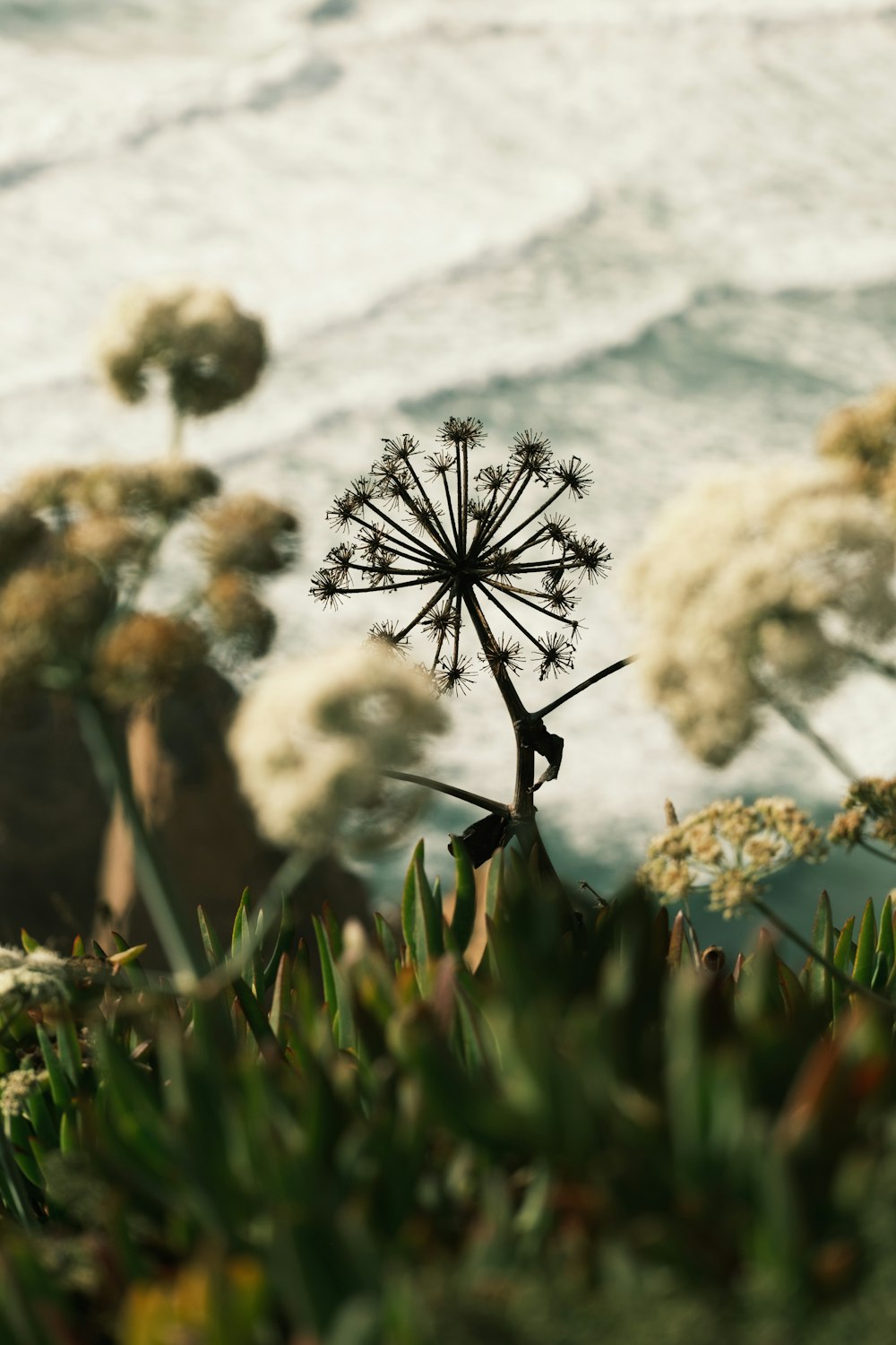 a close up of a plant near the ocean